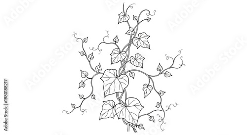 Botanical line art illustration of a climbing vine with lush leaves and delicate tendrils, perfect for decorative designs.
