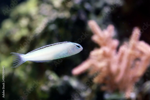 Meiacanthus smithi (Disco Blenny) tropical reef fish in coral aquarium habitat