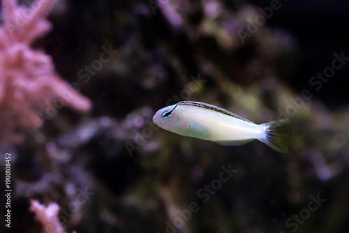 Meiacanthus smithi (Disco Blenny) tropical reef fish in coral aquarium habitat