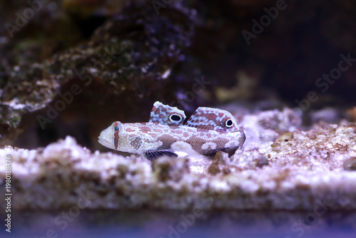Twinspot Goby (Signigobius biocellatus) on Black Background