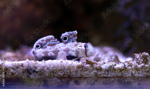 Twinspot Goby (Signigobius biocellatus) on Black Background