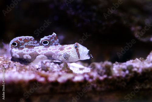 Twinspot Goby (Signigobius biocellatus) on Black Background