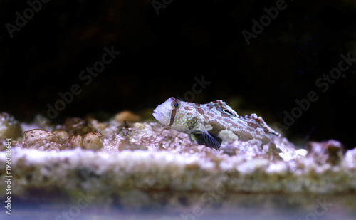 Twinspot Goby (Signigobius biocellatus) on Black Background
