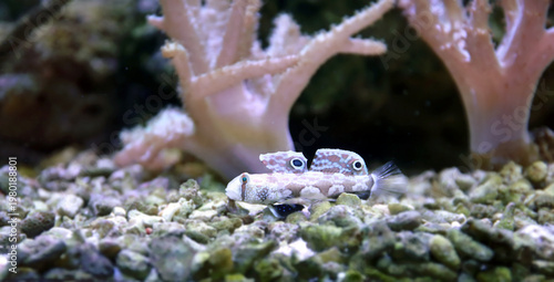 Meiacanthus smithi (Disco Blenny) tropical reef fish in coral aquarium habitat