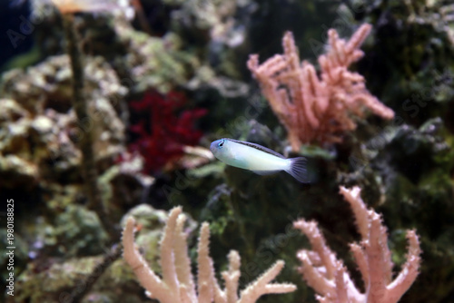 Meiacanthus smithi (Disco Blenny) tropical reef fish in coral aquarium habitat