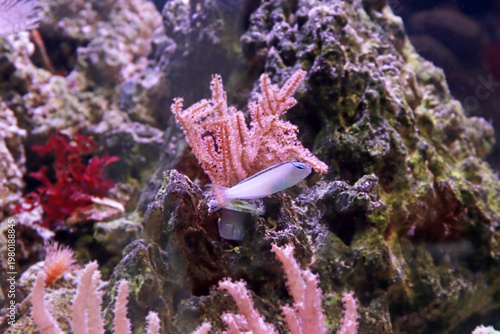 Meiacanthus smithi (Disco Blenny) tropical reef fish in coral aquarium habitat