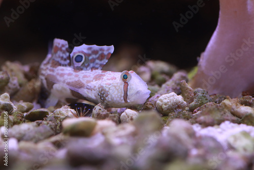 Twinspot Goby (Signigobius biocellatus) on Black Background