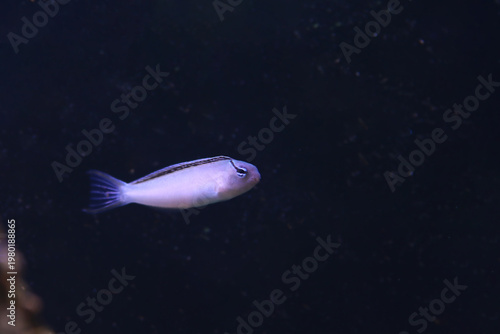Meiacanthus smithi (Disco Blenny) isolated in black background