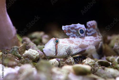 Twinspot Goby (Signigobius biocellatus) on Black Background