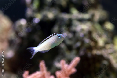 Meiacanthus smithi (Disco Blenny) tropical reef fish in coral aquarium habitat