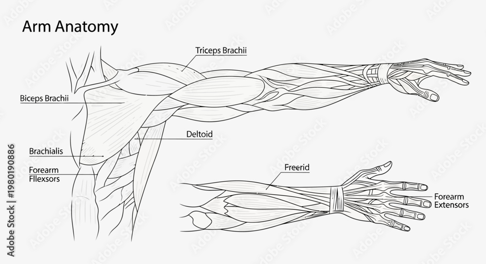 Εκτύπωση καμβά Detailed human arm muscle anatomy.