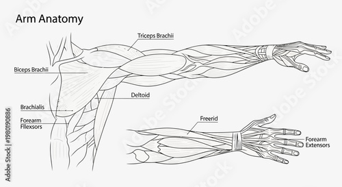 Detailed human arm muscle anatomy.