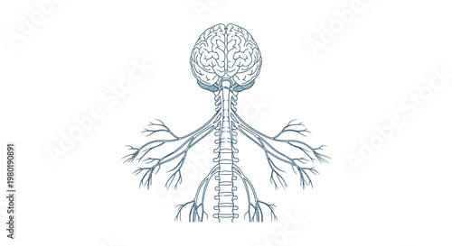 Detailed illustration of human brain anatomy.