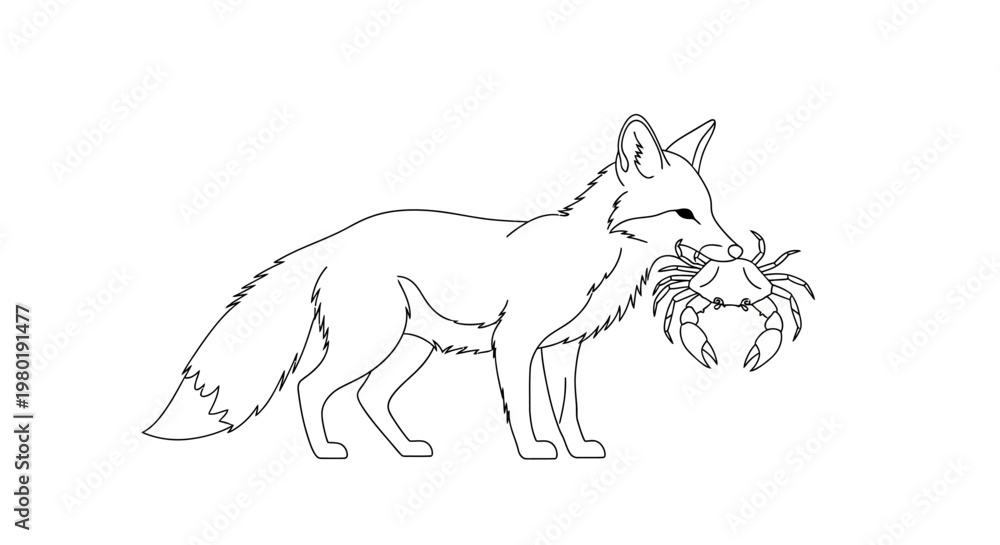Obraz premium Fox carrying crab illustration outline concept on white background copy space