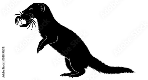 Silhouette of a weasel holding a crab in its mouth isolated on white