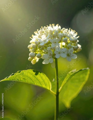 A close-up photograph showcases a delicate white flower blooming amidst lush green foliage, bathed in soft sunlight, highlighting its intricate details and natural beauty.