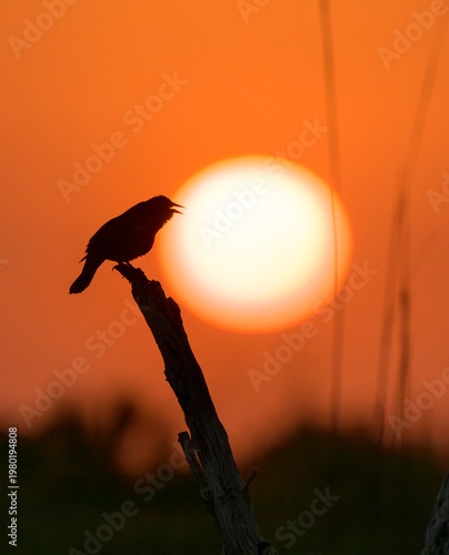 Red-winged blackbird (Agelaius phoeniceus) male singing at sunrise against the rising sun in coastal wetland, Galveston, Texas, USA.