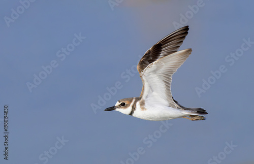 Wilson's plover (Anarhynchus wilsonia) flying over blue water, Galveston, Texas, USA.