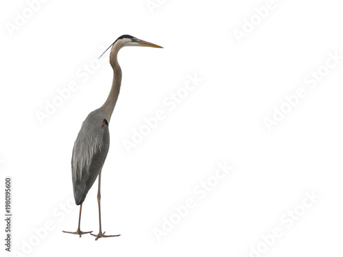 great blue heron isolated on transparent background 