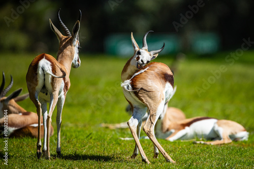 Fotografie A group of springbok or springbuck (Antidorcas marsupialis) sitting in a field