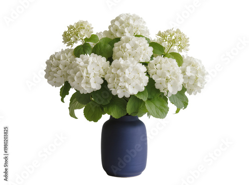 Bild auf Leinwand Isolated fresh white snowball viburnum flower arrangement in an elegant blue cer