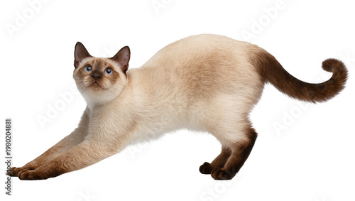 Photos Isolated cream-colored Siamese cat performing a playful morning stretch with an