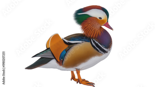 Obraz na plátne Isolated male Mandarin duck, exotic waterfowl species with vibrant colorful plum