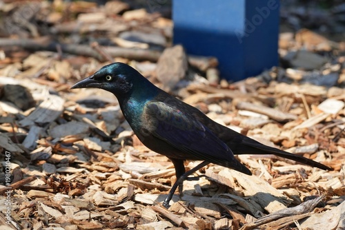 The common grackle (Quiscalus quiscula) is an icterid bird found in large numbers through much of North America. 