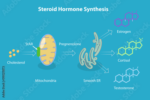 3D Isometric Flat Vector Illustration of Synthesis Of Steroid Hormones In The Body, Educational Diagram