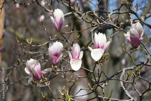 The saucer magnolia or sometimes the tulip tree,[1][2][a] is a hybrid flowering plant in the genus Magnolia and family Magnoliaceae.