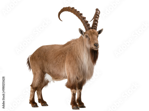 Konstfotografi Isolated adult ibex with magnificent curved horns standing majestically, wild an