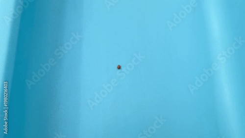 Asian lady beetle crawling on blue plastic surface outdoors in natural light, close up macro insect movement with minimal background, 4K stock video