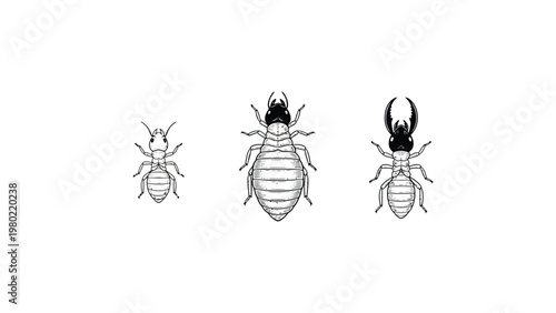 Termite Castes Illustration: Worker, Soldier, and Reproductive Forms. Scientific drawing of wood-destroying insects.