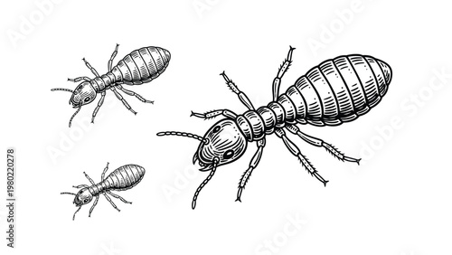 Hand-drawn ants set, vintage engraved style insect illustration. Black and white graphic design element.