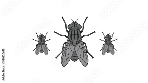 Three Flies Vector Illustration. Large housefly in center with two smaller flies, isolated on white background. Insect pest graphic.