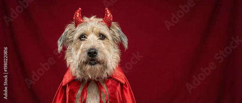 Scruffy small dog wearing a red satin cape and sequined devil horns against a rich red backdrop, posed in a centered Halloween portrait with direct gaze and humorous attitude and neat costume styling