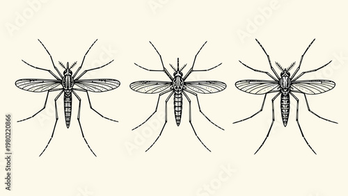 Three detailed mosquito line art illustrations in a row. Scientific entomology drawing of insect pests.