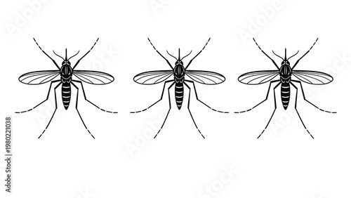 Three Mosquito Illustrations. Black and white vector insects on white background, representing disease, biology, and pest control.