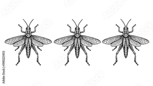 Vintage Engraved Grasshoppers Illustration. Detailed entomology art of three insects on white.