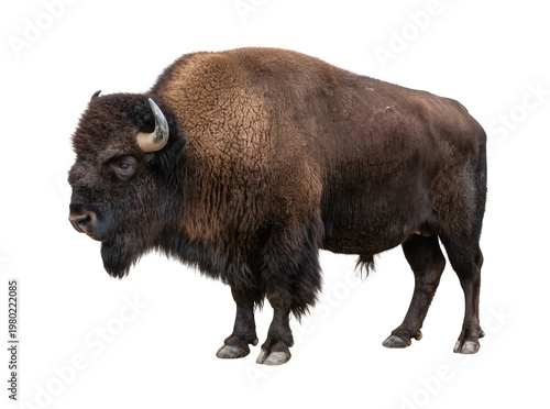 Fotografía Isolated American bison with shaggy brown fur, powerful build, and prominent hor