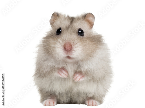 Foto Isolated fluffy domestic dwarf hamster standing on hind legs and looking at came