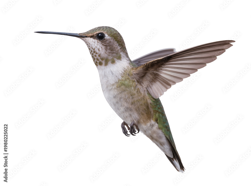 Fototapeta premium Isolated hummingbird with outstretched wings in flight, a tiny delicate bird hovering