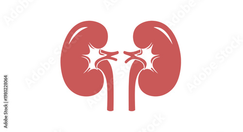A stylized illustration depicts a pair of human kidneys in a vibrant red hue showcasing anatomical structure