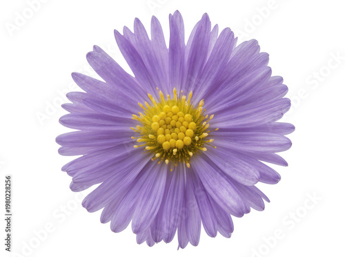 Tableau sur toile Isolated close-up of a beautiful vibrant purple aster flower head with bright ye