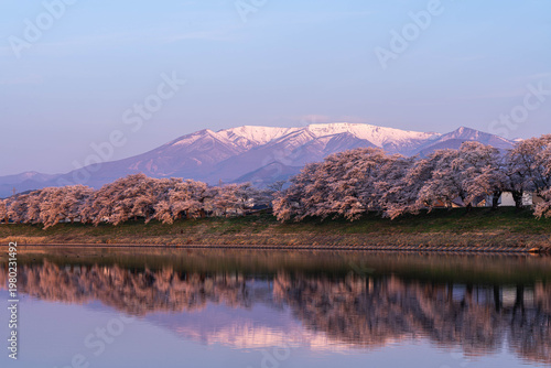 Fotografie Mount Zao and Cherry Blossoms in Morning Light, Mirrored on the River