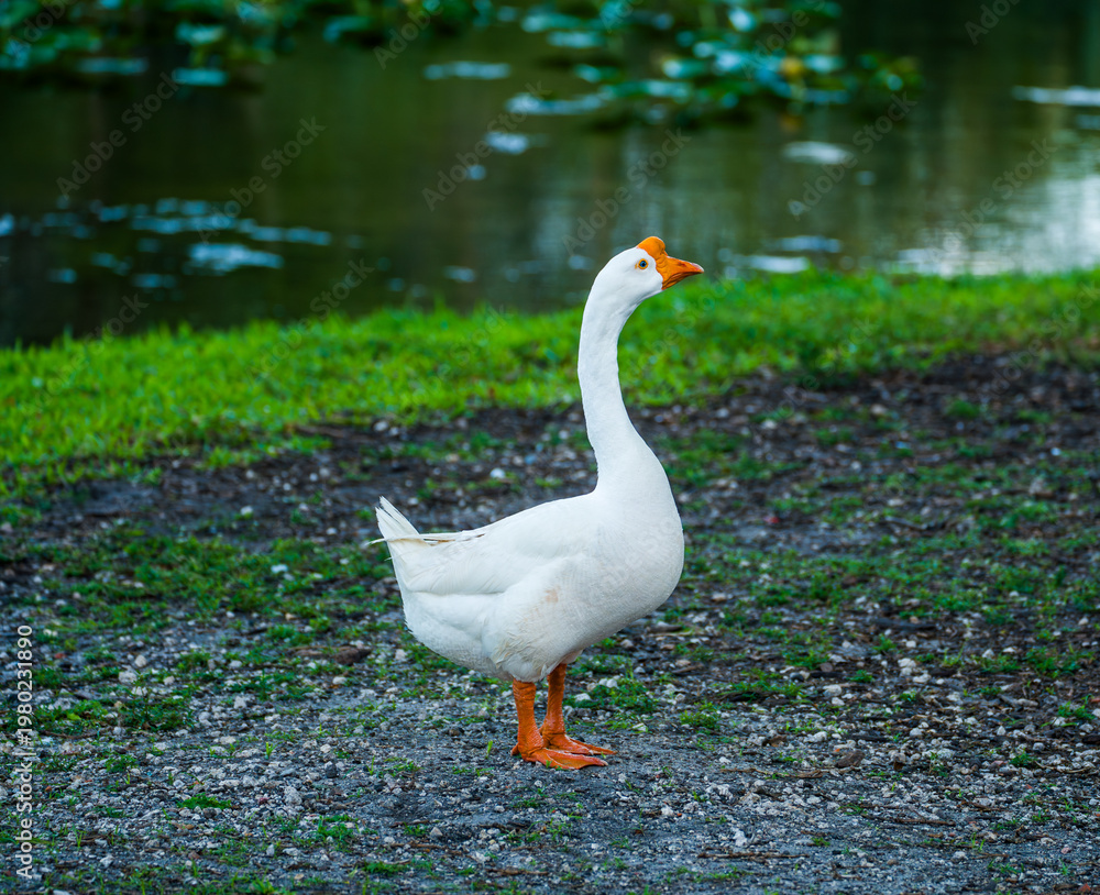 Fototapeta premium Side profile of a white Chinese goose Anser cygnoides domesticus standing on a gravel path near a grassy bank and a pond.