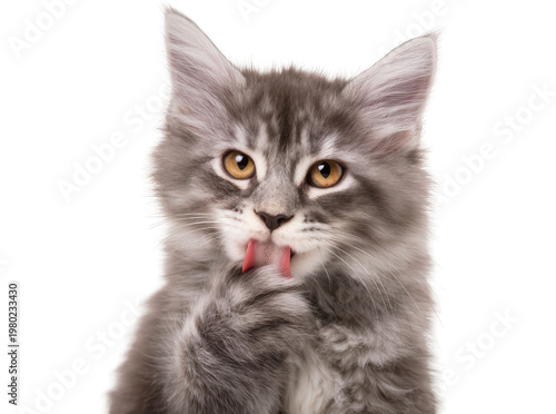Vászonkép Isolated fluffy gray kitten licks its paw, adorable young tabby cat cleaning its