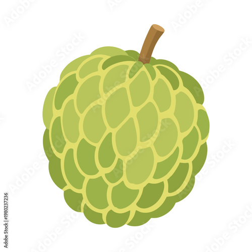 Custard Apple Fruit Illustration Isolated on White Background.