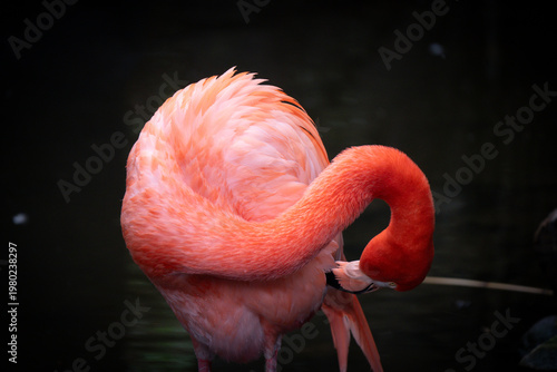 Pink flamingo curved neck pose close up on dark background elegant wildlife composition