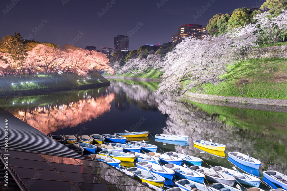 Fototapeta premium 千鳥ヶ淵の夜桜 Night cherry blossoms at Chidorigafuchi